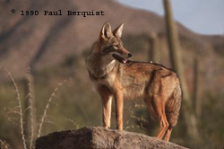 Coyote Fact Sheet
